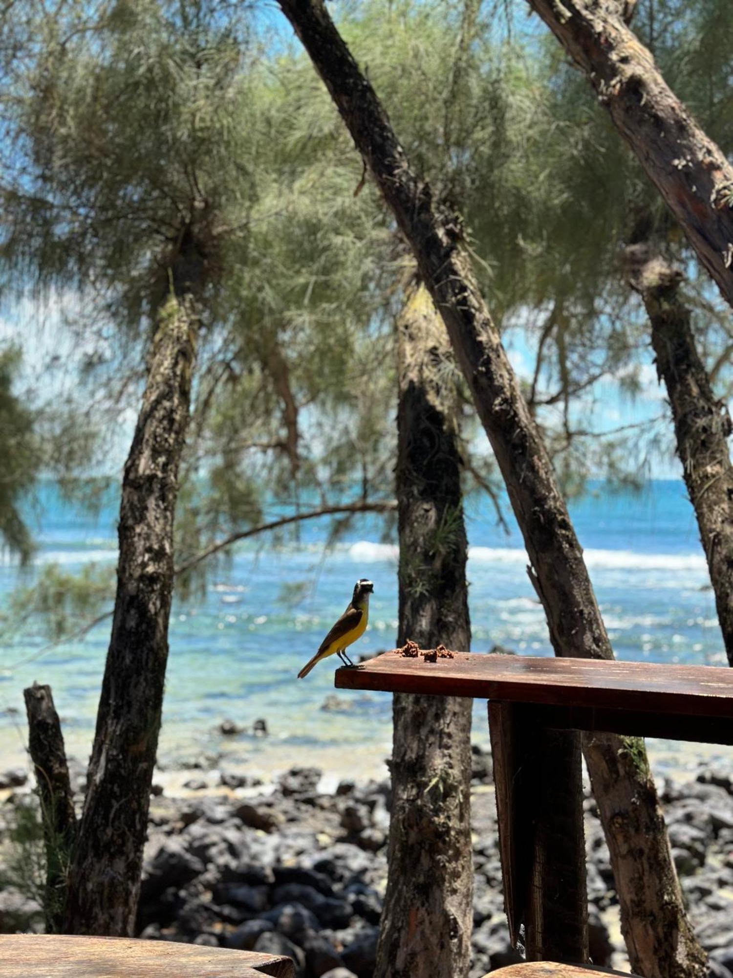 Pousada Paraiso Das Tartarugas Praia de Pipa Εξωτερικό φωτογραφία